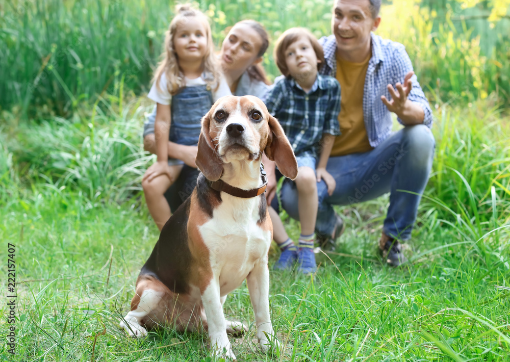 可爱的比格犬与幸福的家庭在公园