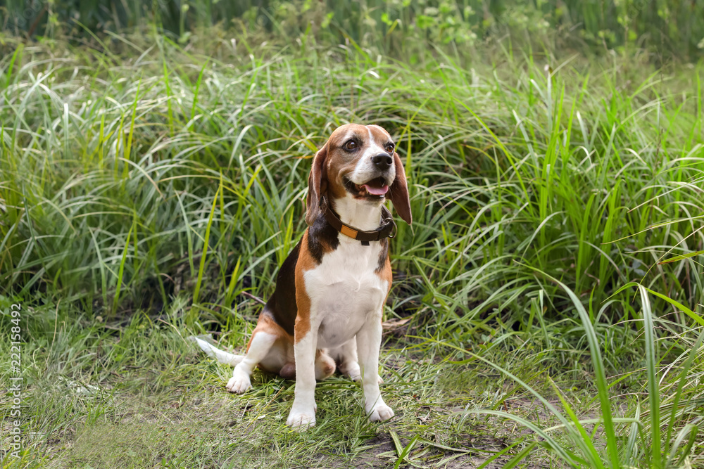 可爱的比格犬户外活动