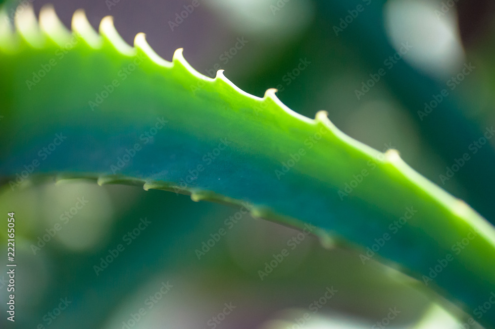 芦荟植物特写