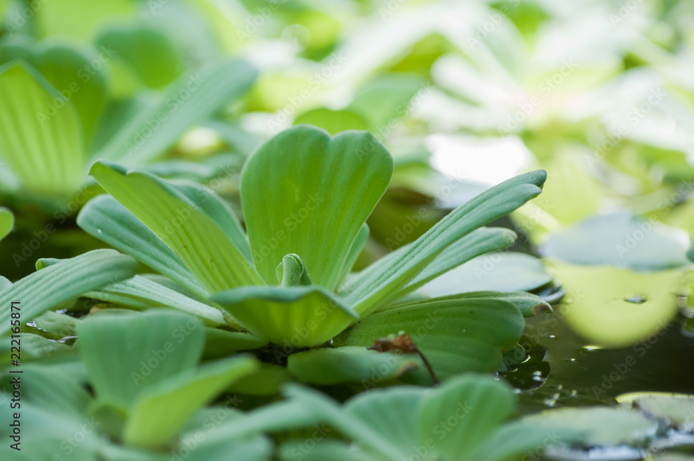 在静止的水面上为绿色蓬松叶子的植物浇水