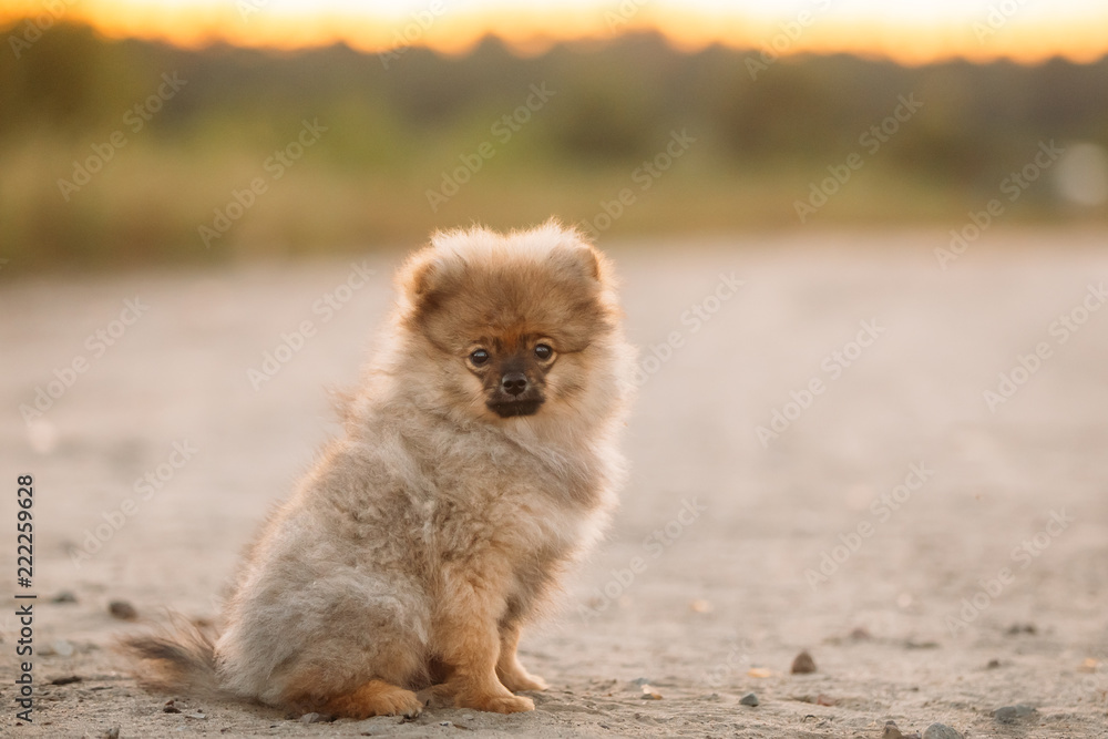 Young Happy White Puppy Pomeranian Spitz Puppy Dog Sitting Outdo