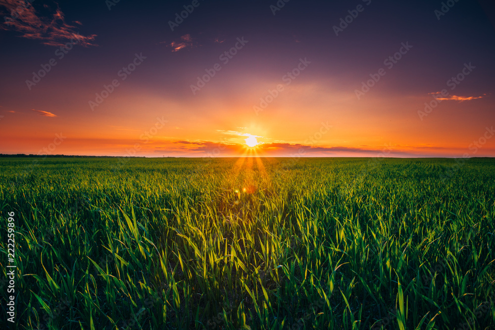 Sunset Dawn Sunrise Sky Above Rural Landscape Of Green Wheat Fie