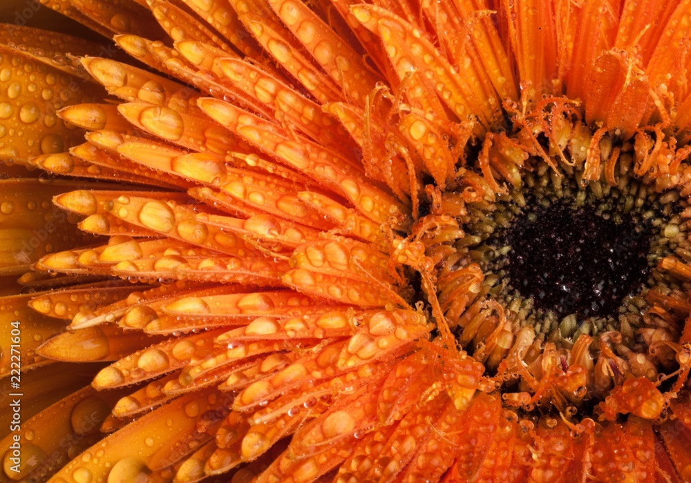 Orange Gerbera Daisy with Water Drops