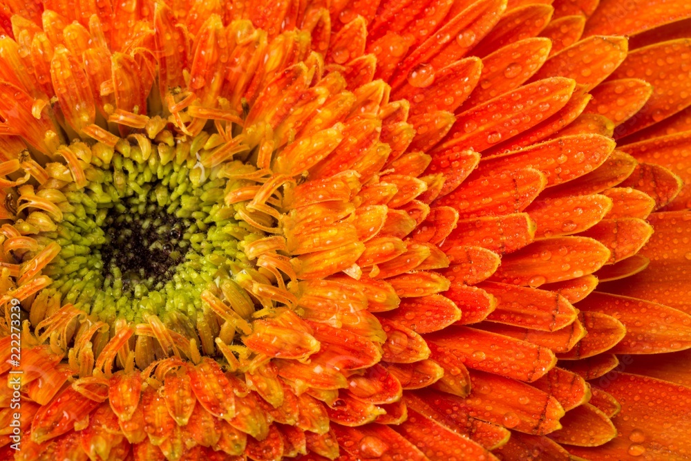 Orange Gerbera Daisy with Water Drops