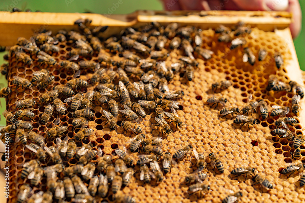 bees sit on a wooden frame of honeycomb in the summer/ Close-up