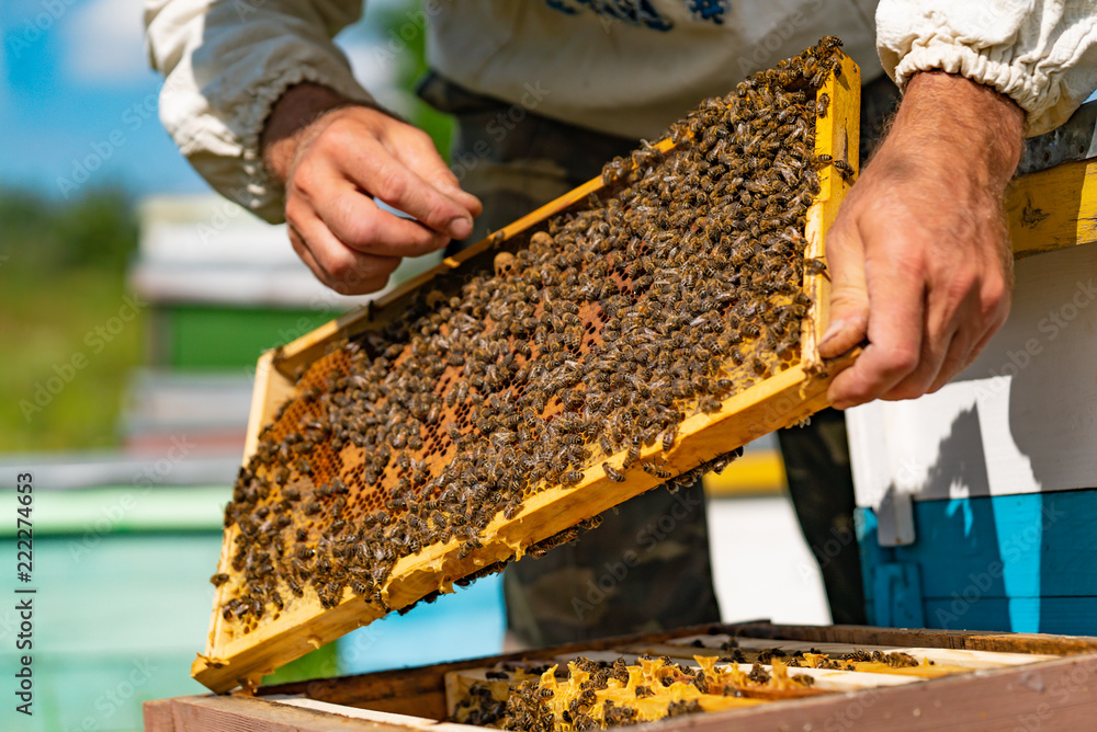 a beekeeper keeps a wooden frame with honeycomb and bees in his hands over the hive