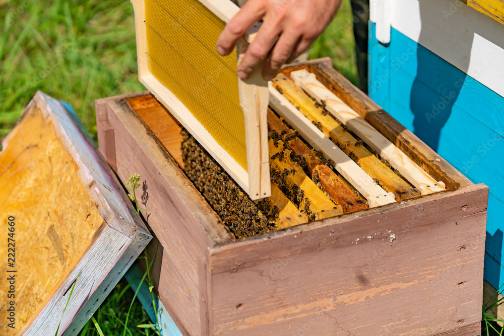 mans hand inserts a frame with honeycomb into the hive in the garden at day