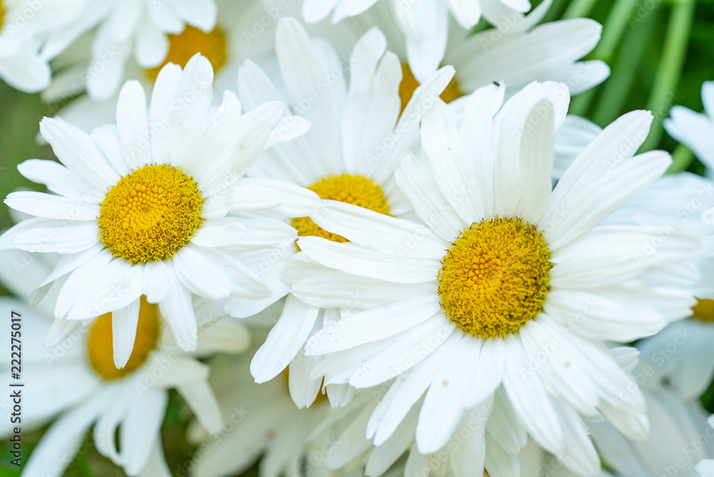 white chamomile grow in the garden in the summer. Close-up