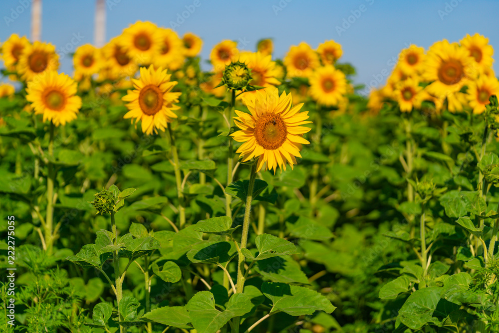 plantation of high sunflowers ripens in summer on the field