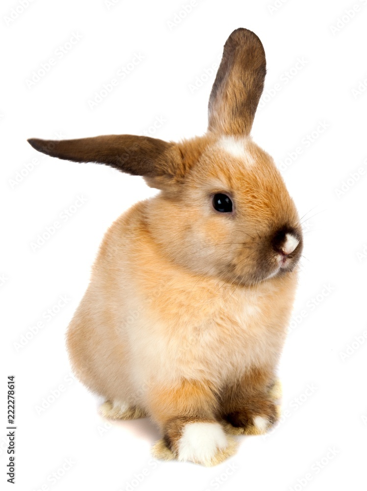 Lop Eared Rabbit with ears out