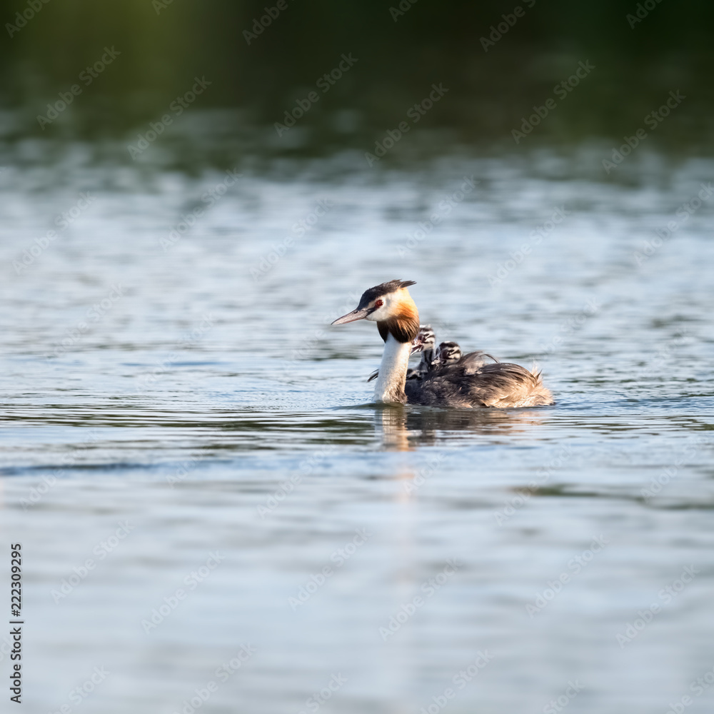 大冠grebe