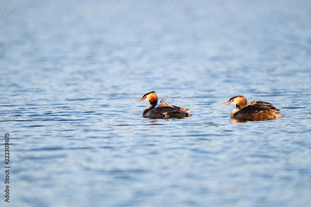 大冠grebe