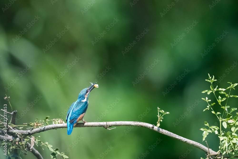 kingfisher eating fish closeup