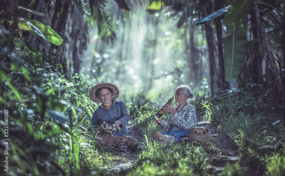 Asian old woman working in the rainforest, Thailand