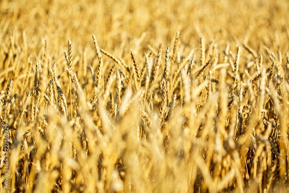 Golden Barley / Wheat Field