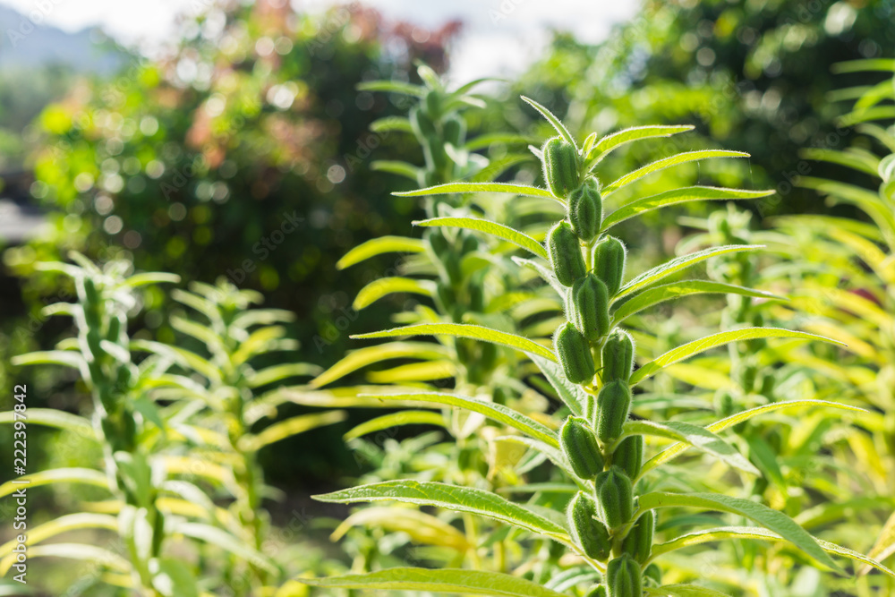 Sesame is a plant which is very beneficial to the health