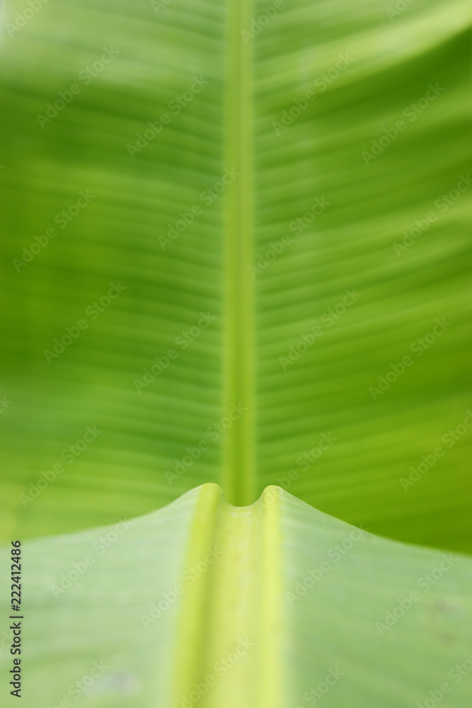 香蕉叶特写