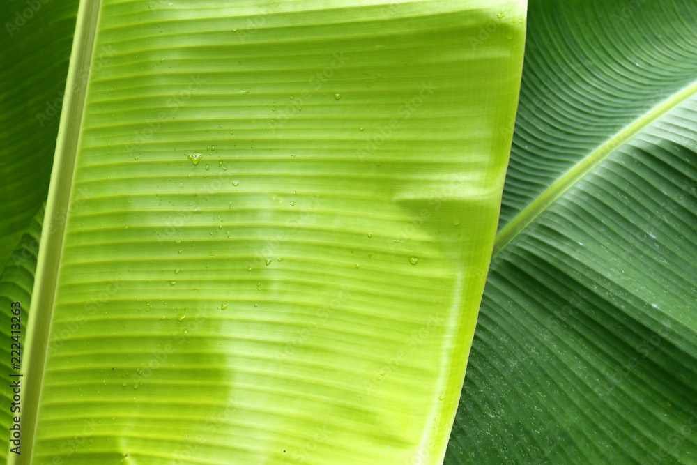 香蕉叶特写