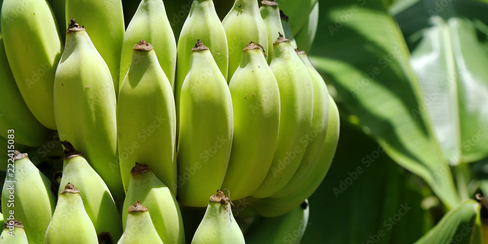  cluster of young  banana in banana tree 