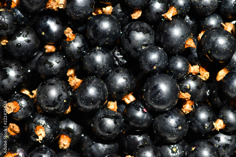 Ripe and washed blackcurrants. View from above on bright sunlight.