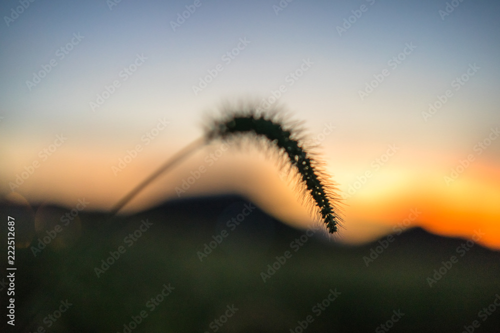 silhouette of woman in sunset