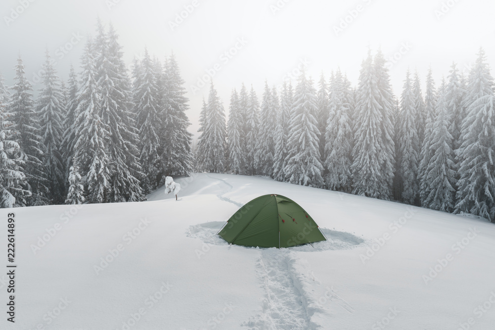 雾蒙蒙的松林背景下的绿色帐篷。令人惊叹的雪景。游客扎营