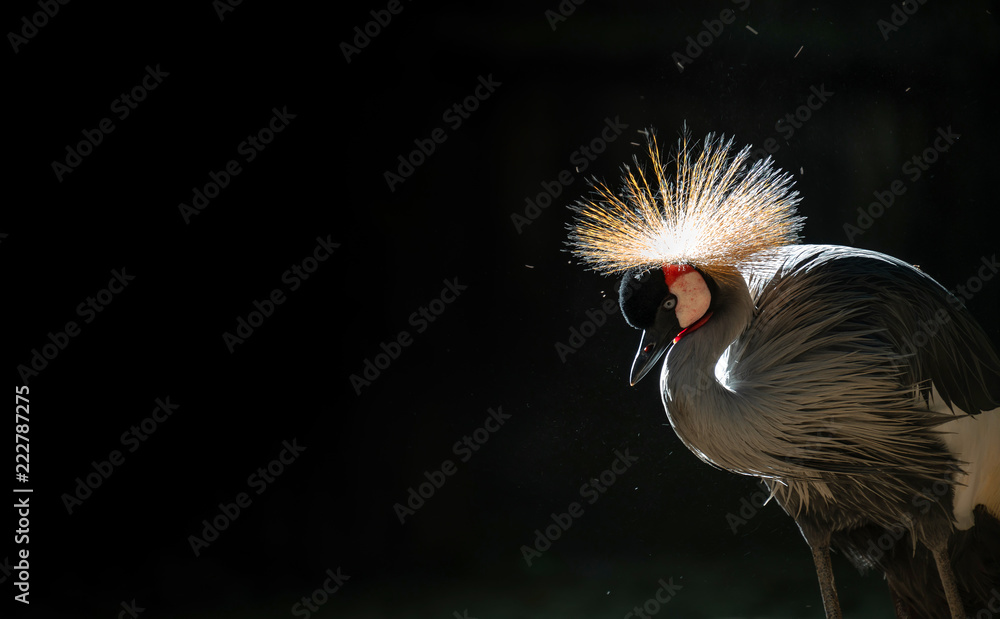 Grey crowned crane in dark background