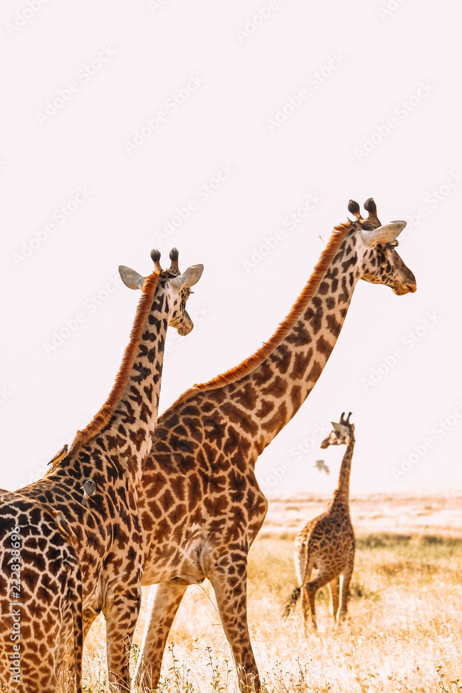 Giraffen safari künsterlische Afrika Tansania