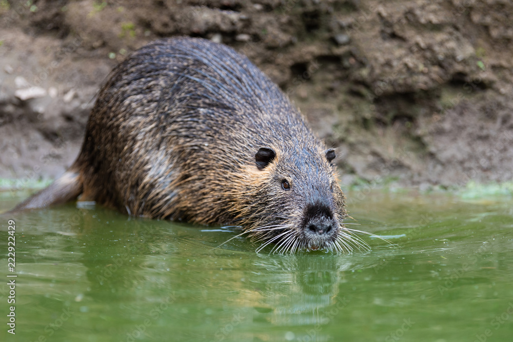 河里的Coypu