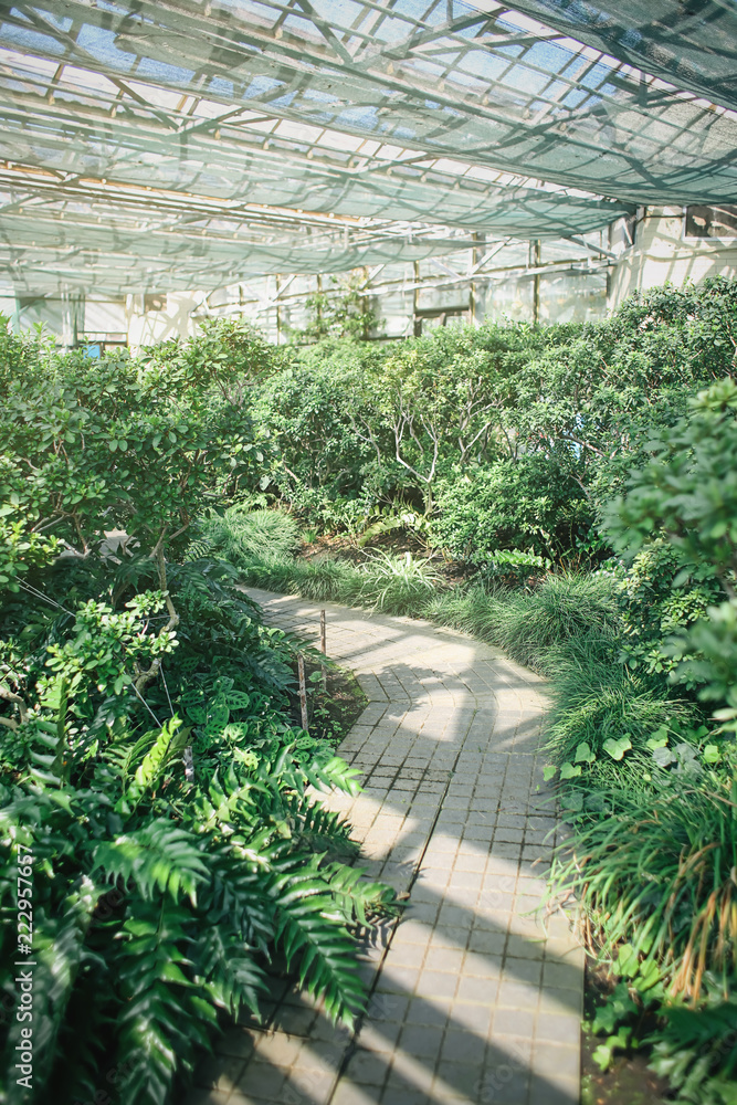 植物园温室里不同的外来植物