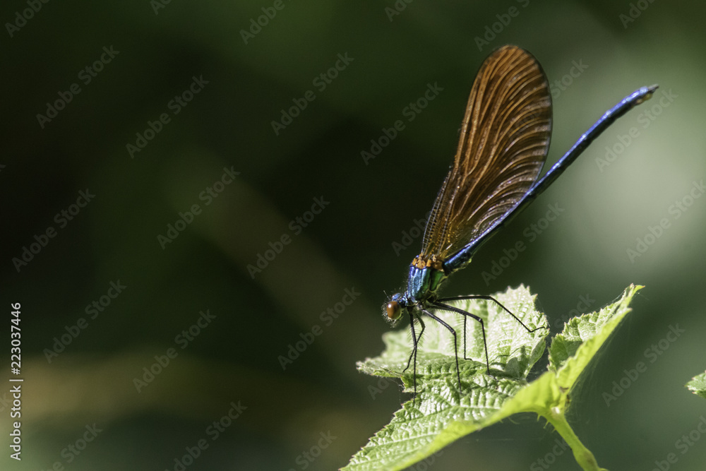 Insectes du Marais de Montfort - Isère.