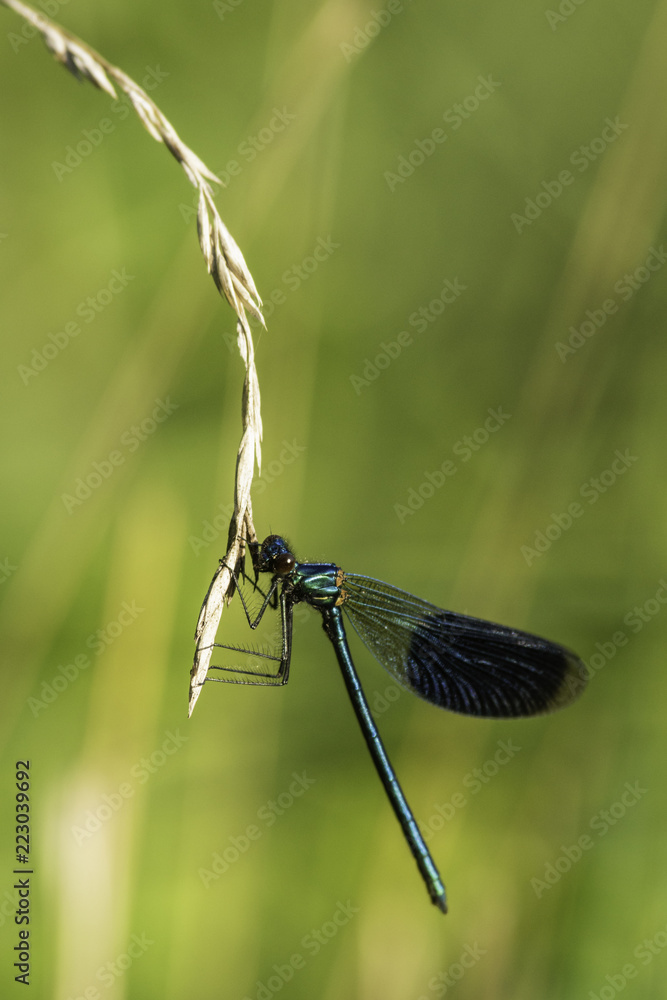 Insectes du Grésivaudan - Isère.