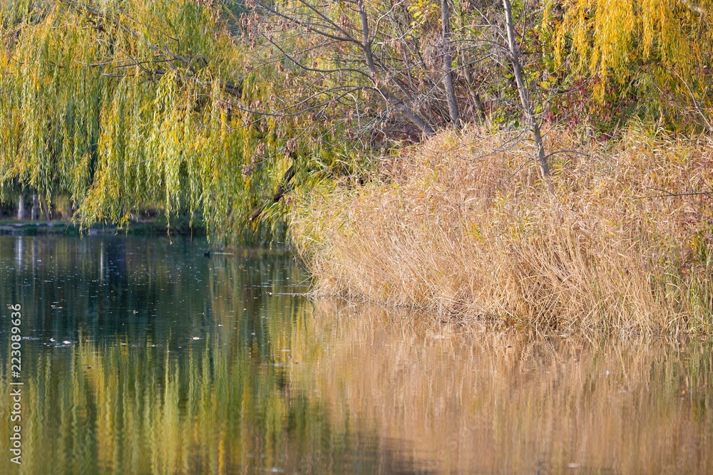 秋天池塘上的柳树