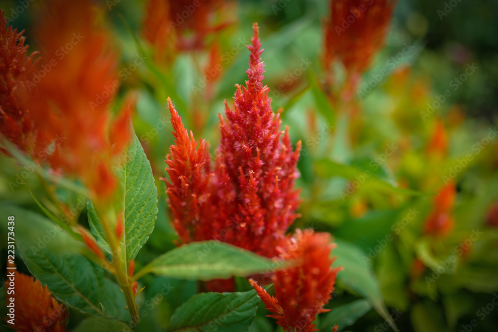 Plumed cockscomb flowers (Celosia Argentea). Selective focus with shallow depth of field.