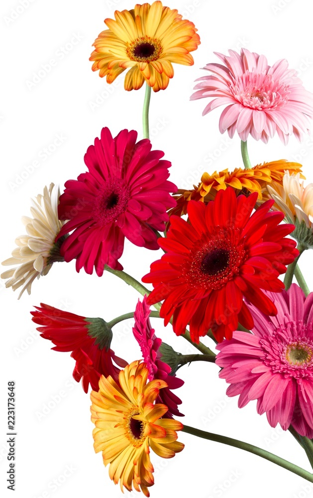 Bouquet of Gerbera Daisies