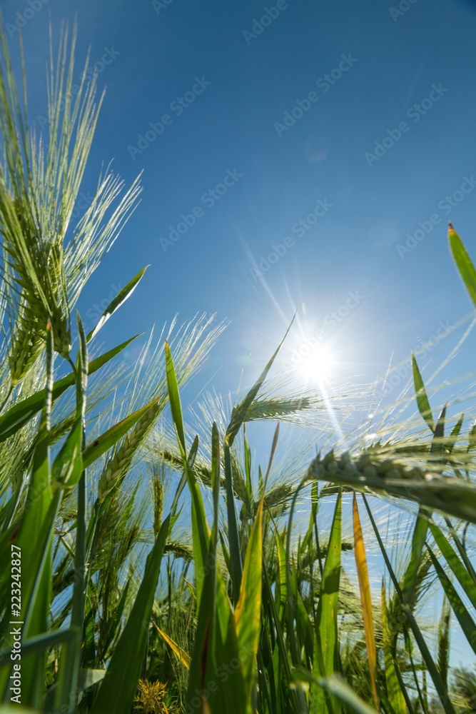 Green Barley / Wheat Field