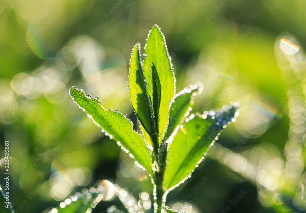 阳光下明亮茂盛的绿草覆盖着闪亮的晨露的自然背景