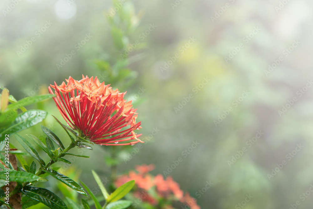 花园里盛开的红色Ixora花。