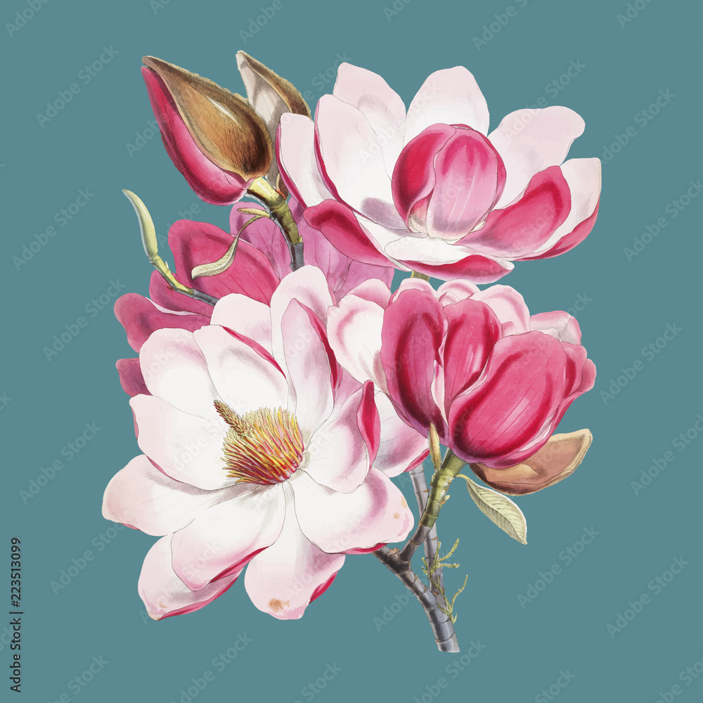 Campbell&,39；s木兰（magnolia Campbellii），喜马拉雅植物插图中的开花植物