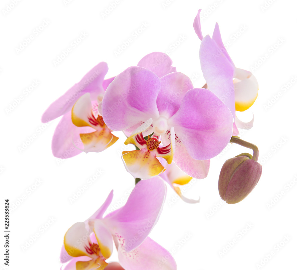 Beautiful tropical orchid flowers on white background