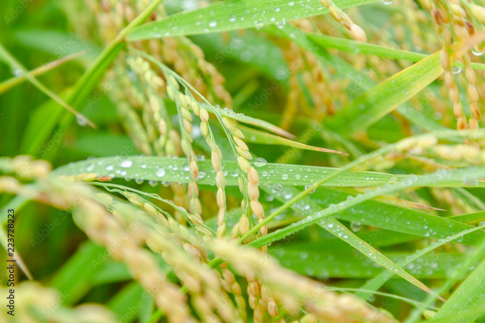 雨に濡れた稲穂