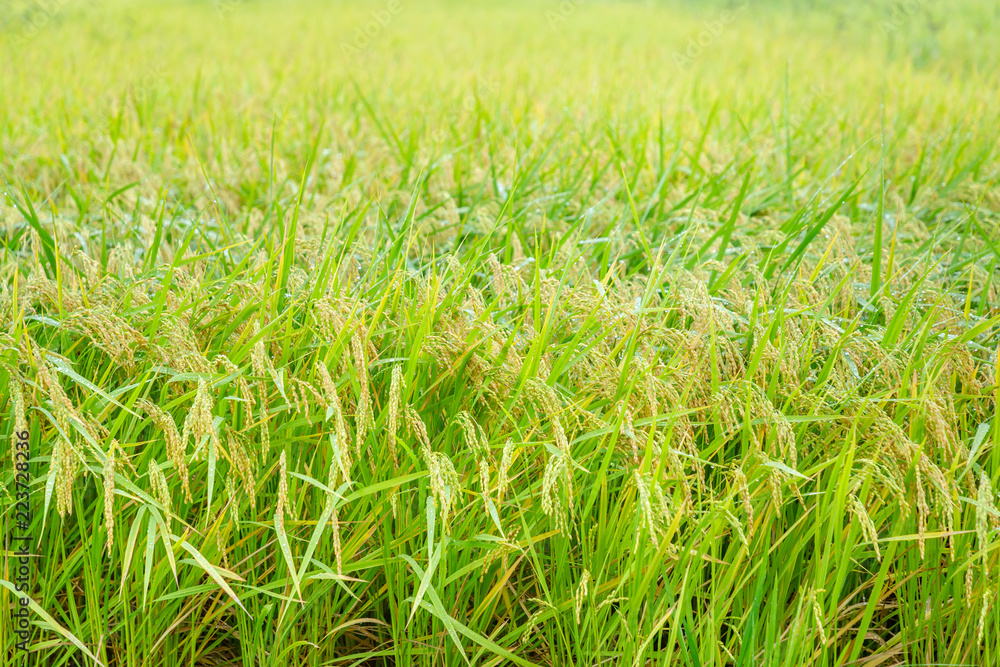 雨に濡れた稲穂