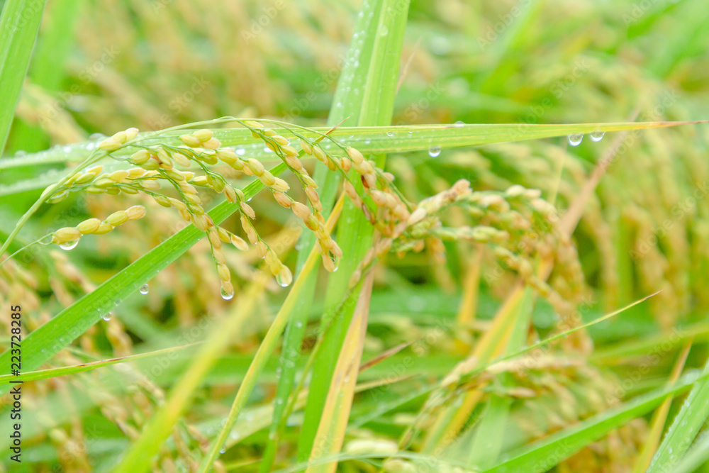 雨に濡れた稲穂