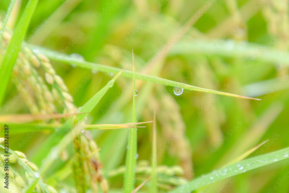 雨に濡れた稲穂