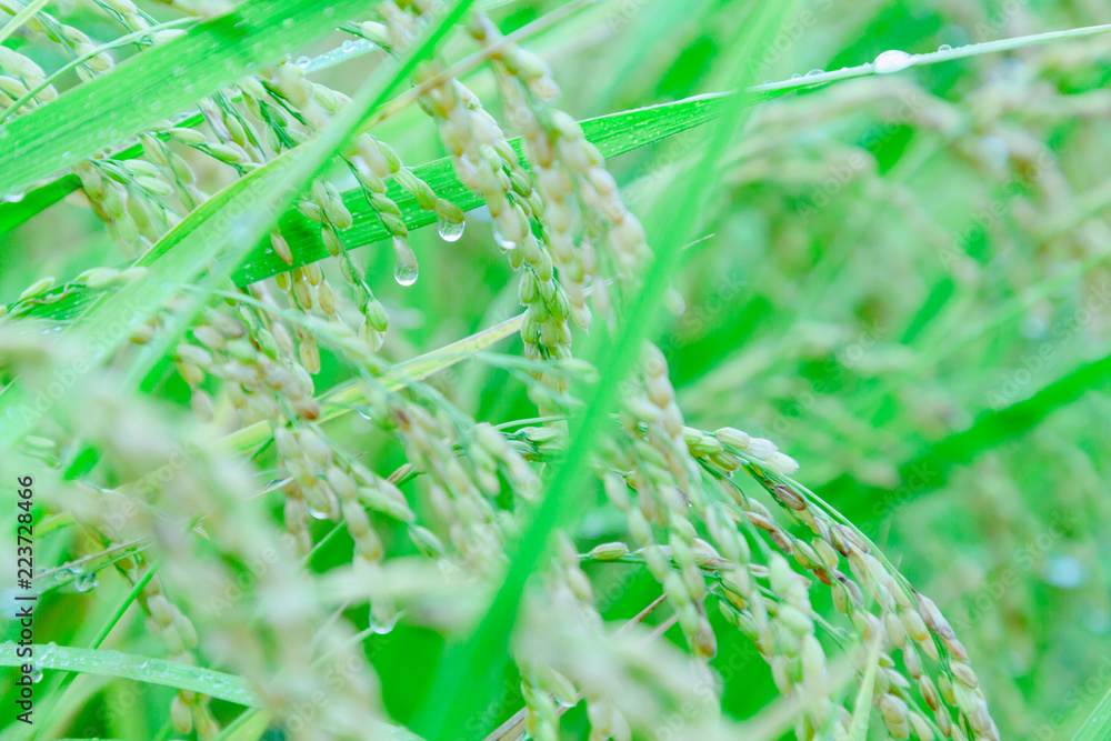 雨に濡れた稲穂