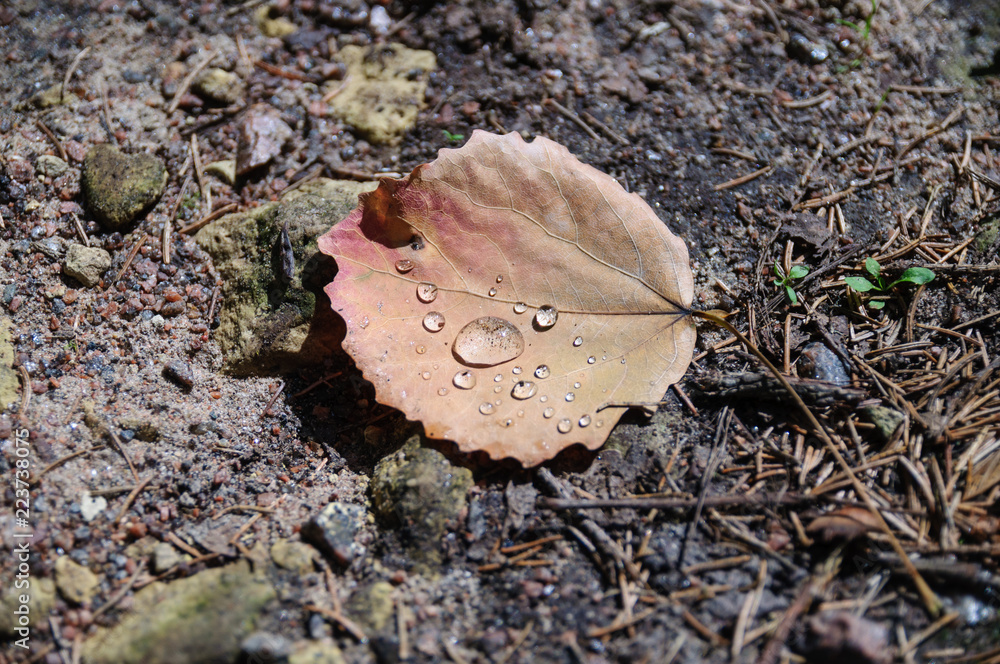 Natural groung with sunlight. Ground has leafs and plants.