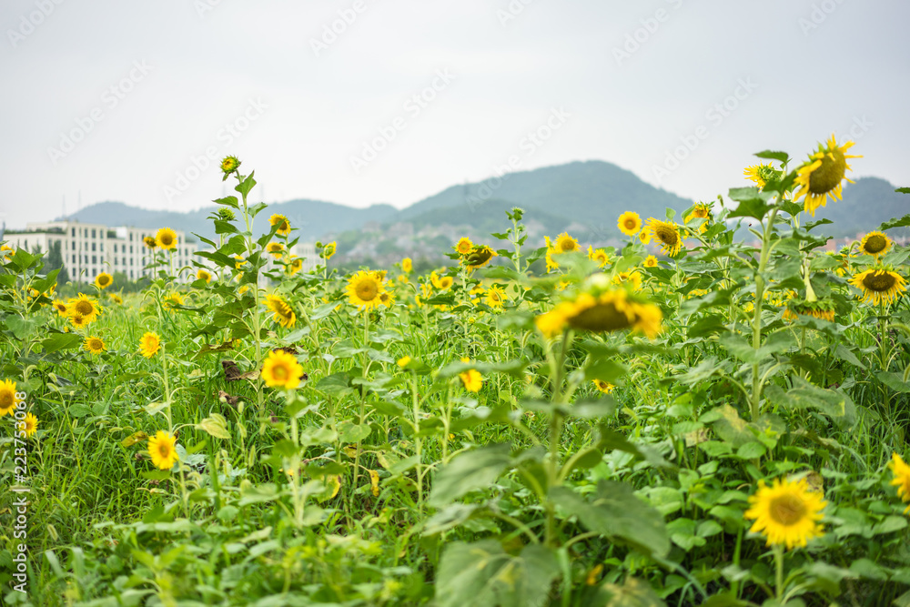 花与蓝天的田野