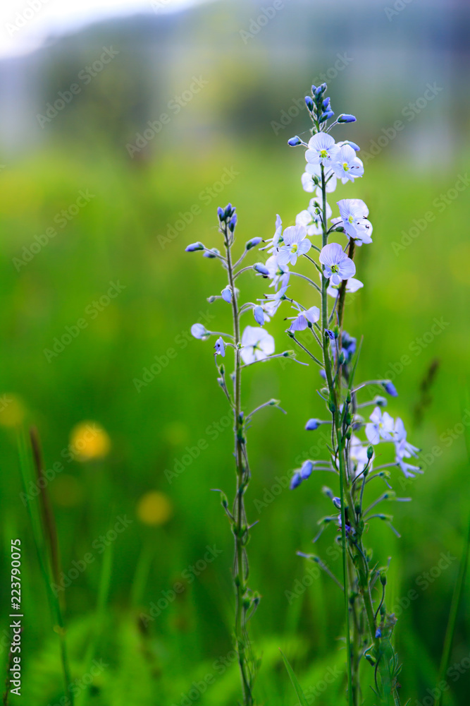 花