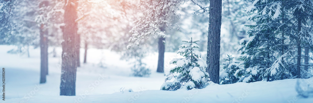 雪中深夜的冬季景观中的美丽树木