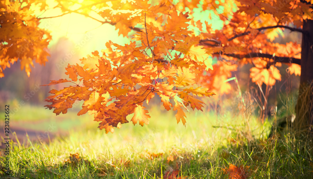 Autumn landscape. Fall. Bright colorful leaves on a oak in autumnal park